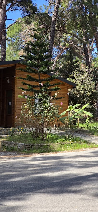Çamlık Çadır Karavan Kamp Alanı Yerel İşletme fotoğrafı 1